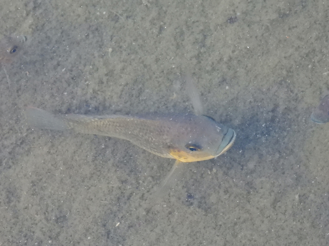 Tilapia - Oreochromis mossambicus            Addu,Fish,Gan,Maldives,Mozambique Tilapia,Oreochromis mossambicus,Tilapia