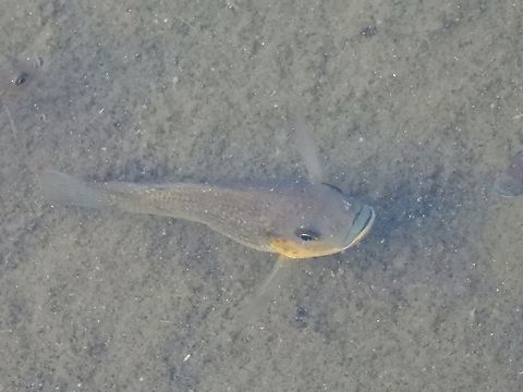 Tilapia - Oreochromis mossambicus            Addu,Fish,Gan,Maldives,Mozambique Tilapia,Oreochromis mossambicus,Tilapia