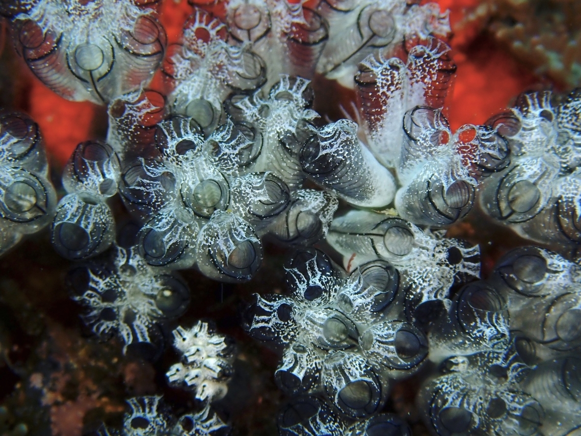 Sea Squirt - Clavelina arafurensis  Cebu,Clavelina arafurensis,Gato Island,Malapascua,Philippines,Sea Squirt