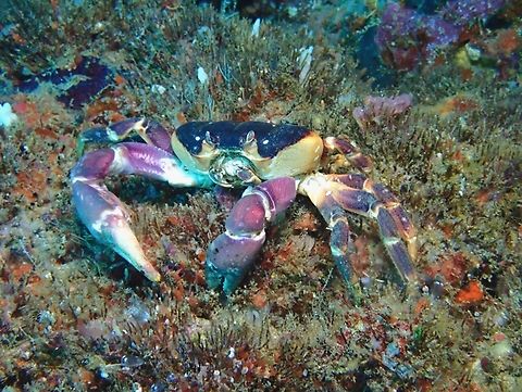 Purple Crab - Gecarcoidea lalandii Supposedly a Land Crab but seen underwater. Cebu,Crab,Gato Island,Gecarcoidea lalandii,Land Crab,Malapascua,Philippines,Purple Crab