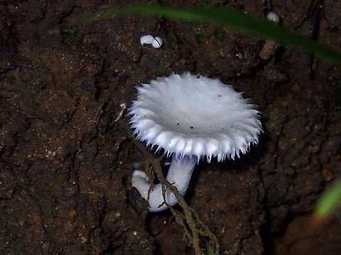 Clitopilus crispus  Clitopilus crispus,Fungi,La Union,Luzon,Philippines