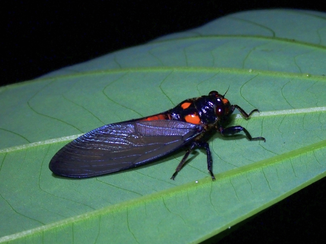 Black & Scarlet Cicada - Huechys sanguinea  Black & Scarlet Cicada,Cicada,Huechys sanguinea,La Union,Luzon,Philippines