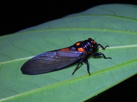 Black & Scarlet Cicada - Huechys sanguinea  Black & Scarlet Cicada,Cicada,Huechys sanguinea,La Union,Luzon,Philippines