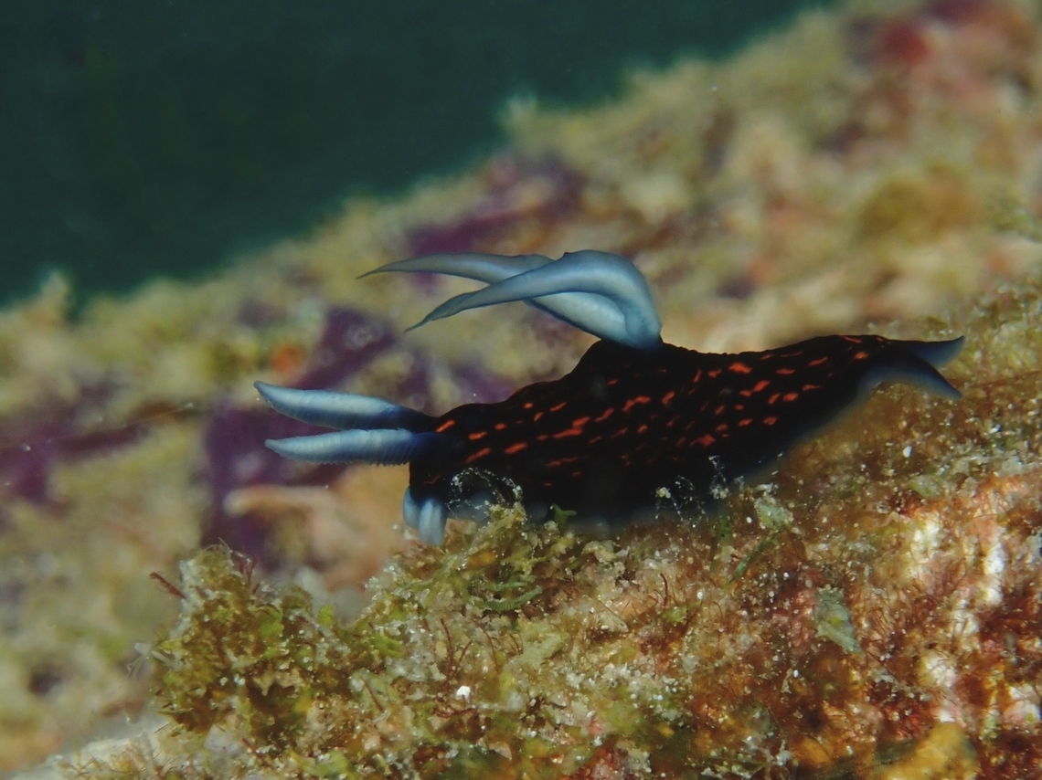 Nudibranch - Roboastra gracilis  Mabul,Malaysia,Nudibranch,Roboastra gracilis,Sabah