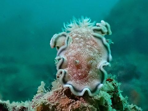 Nudibranch - Glossodoris hikuerensis  Glossodoris hikuerensis,Mabul,Malaysia,Nudibranch,Sabah