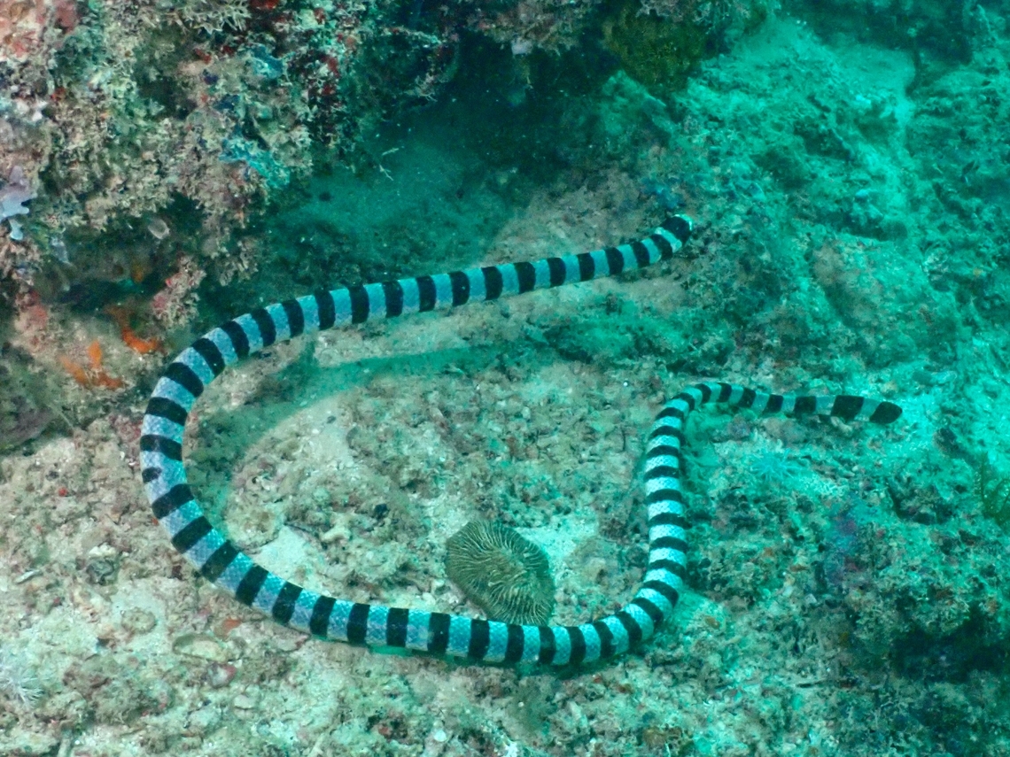 Banded Sea Krait - Laticauda colubrina  Banded Sea Krait,Laticauda colubrina,Mabul,Malaysia,Sabah,Sea Krait,Snake,Yellow-Lipped Sea Krait