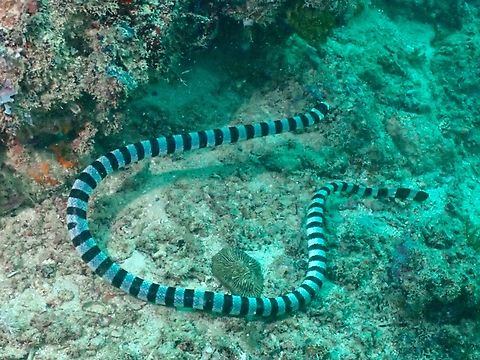 Banded Sea Krait - Laticauda colubrina  Banded Sea Krait,Laticauda colubrina,Mabul,Malaysia,Sabah,Sea Krait,Snake,Yellow-Lipped Sea Krait