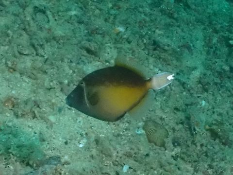 Flagtail Triggerfish - Sufflamen chrysopterum  Fish,Flagtail Triggerfish,Mabul,Malaysia,Sabah,Sufflamen chrysopterum,Triggerfish
