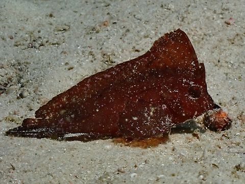 Cockatoo Waspfish - Ablabys taenianotus  Ablabys taenianotus,Cockatoo Waspfish,Fish,Mabul,Malaysia,Sabah,Waspfish