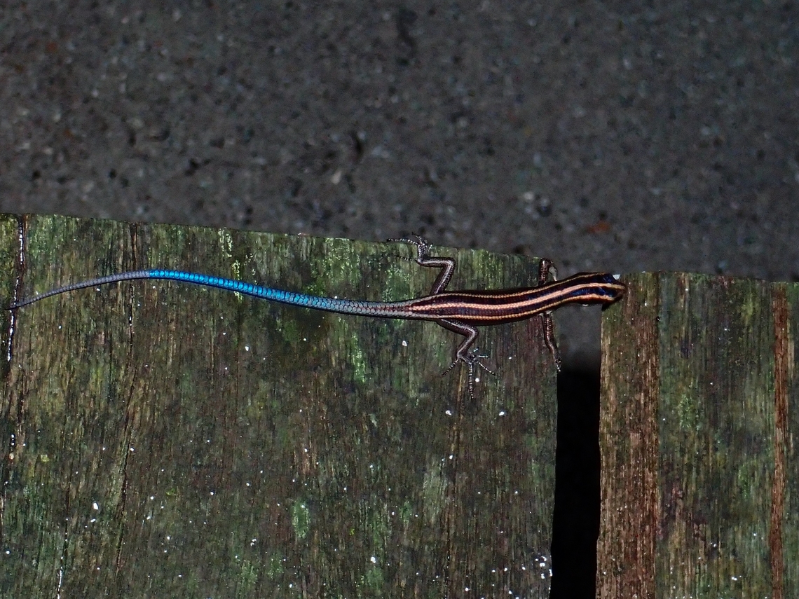 Bluetail Skink - Emoia caeruleocauda  Bluetail Skink,Emoia caeruleocauda,Malaysia,Sabah,Sipadan,Skink
