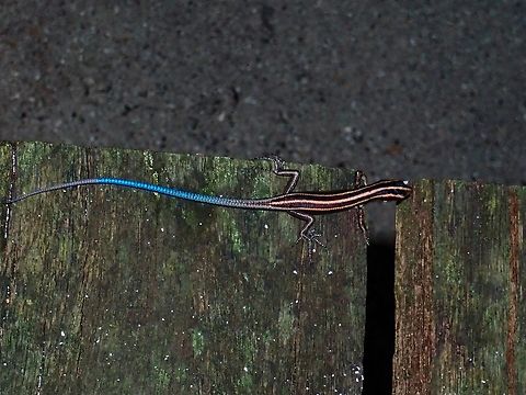 Bluetail Skink - Emoia caeruleocauda Bluetail Skink,Emoia caeruleocauda,Malaysia,Sabah,Sipadan,Skink