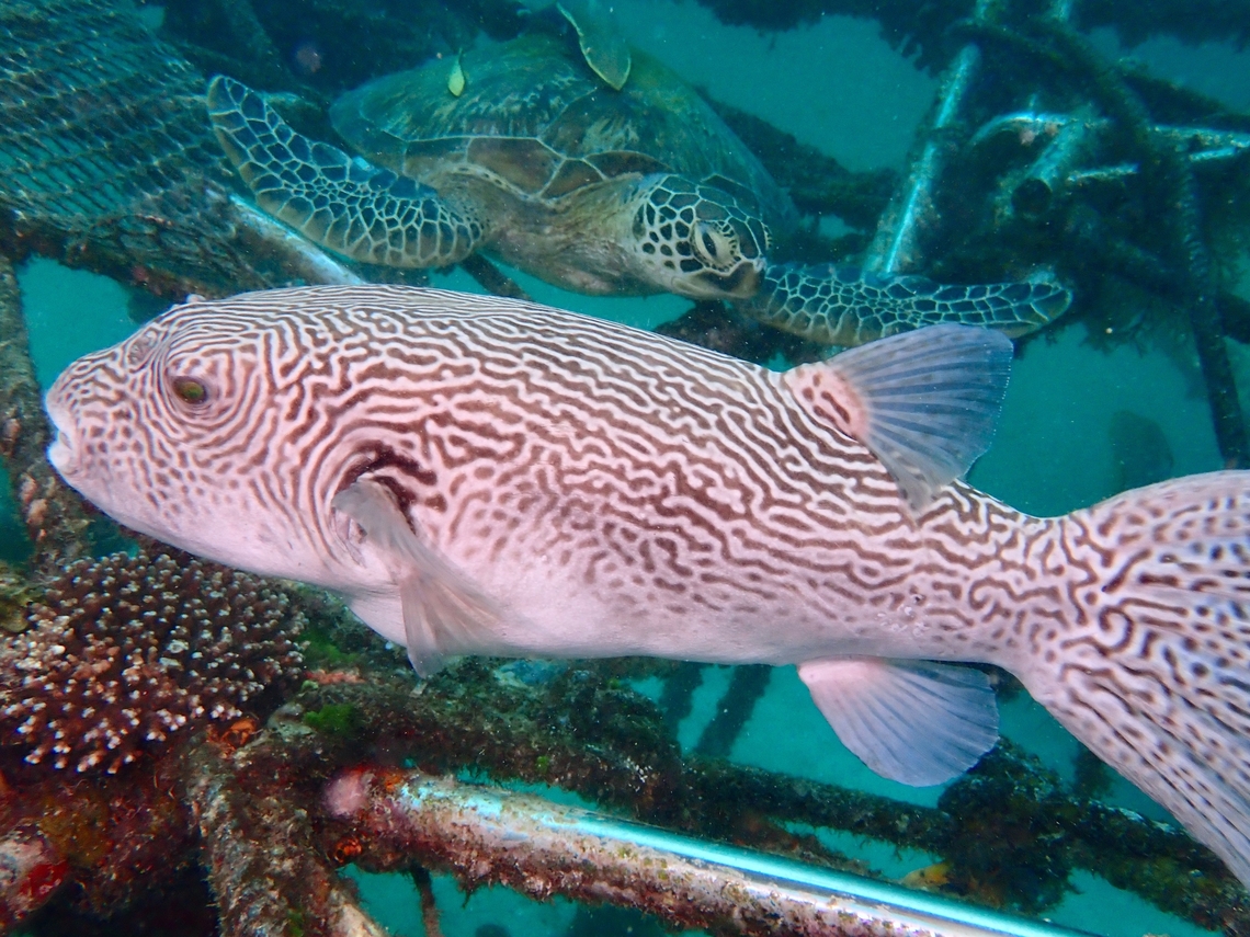 Multilined Pufferfish - Arothron multilineatus  Arothron multilineatus,Fish,Mabul,Malaysia,Multilined Pufferfish,Pufferfish,Sabah