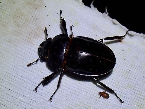 Stag Beetle - Odontolabis leuthneri  Beetle,Malaysia,Odontolabis leuthneri,Sabah,Stag Beetle