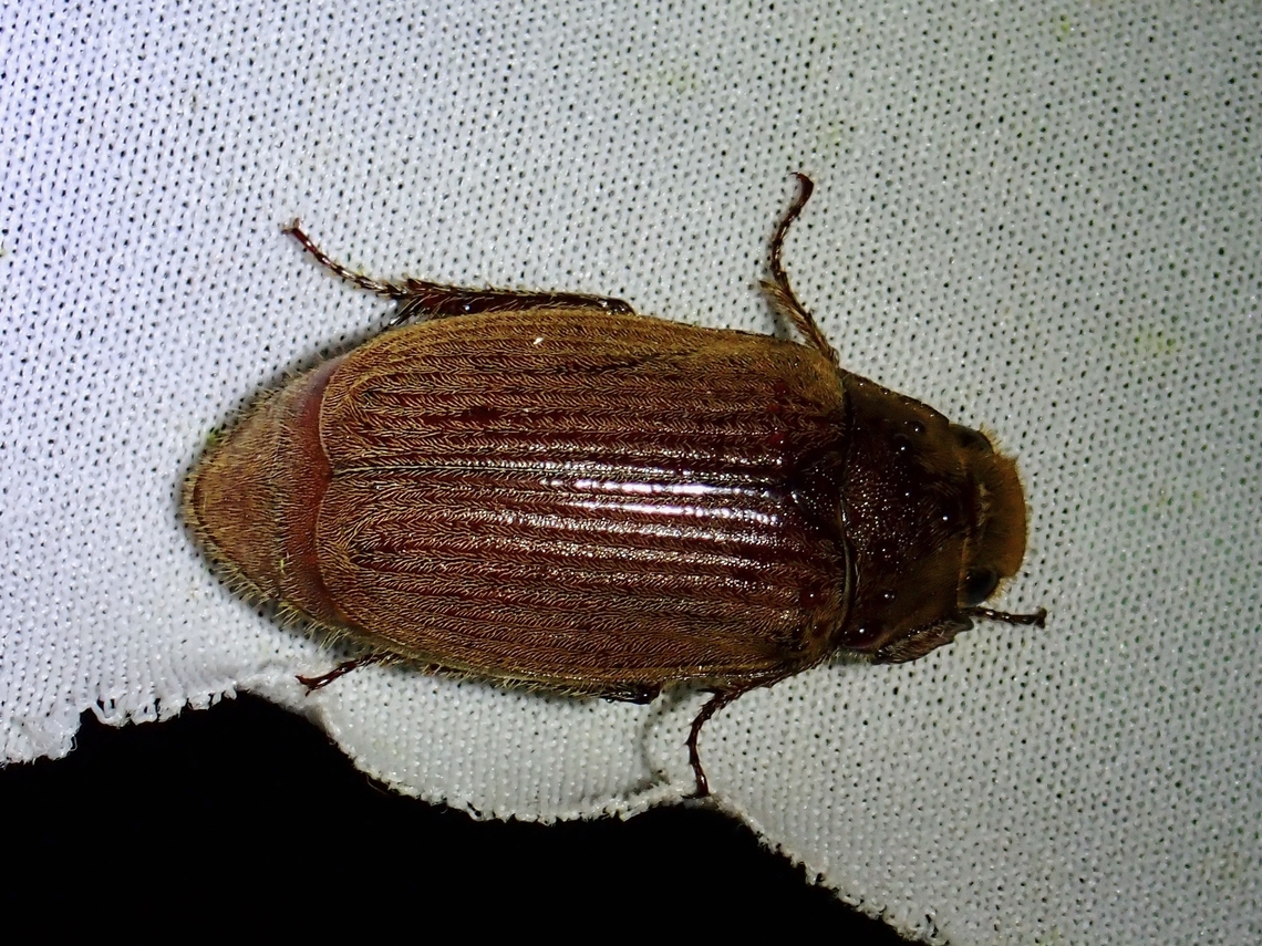 June Beetle - Leucopholis staudingeri  Beetle,June Beetle,Leucopholis staudingeri,Malaysia,Sabah