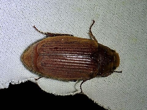 June Beetle - Leucopholis staudingeri  Beetle,June Beetle,Leucopholis staudingeri,Malaysia,Sabah