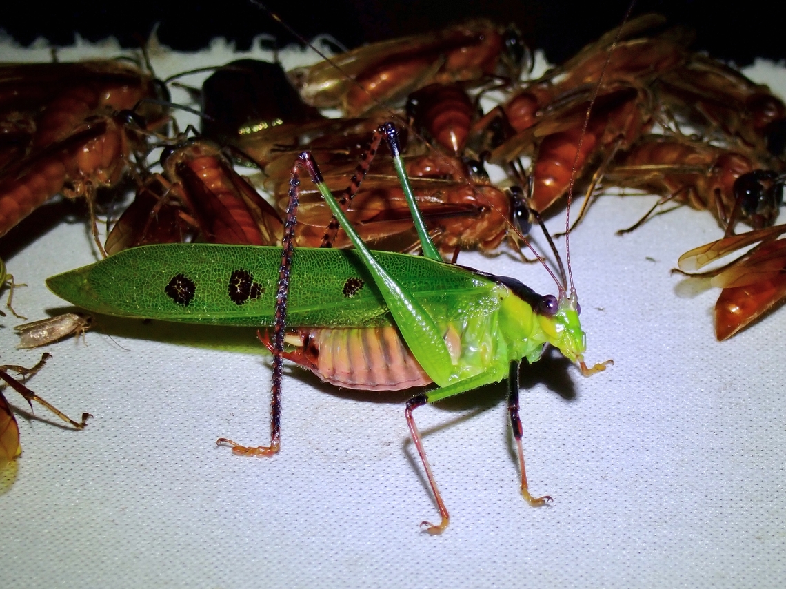 Leaf Katydid - Calopsyra octomaculata  Calopsyra octomaculata,Katydid,Leaf Katydid,Malaysia,Sabah