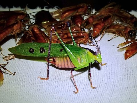 Calopsyra octomaculata