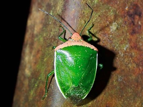 Stink Bug - Glaucias crassus  Glaucias crassus,Malaysia,Sabah,Stink Bug