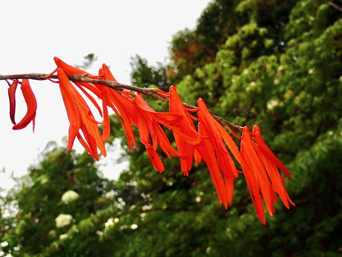 Orchids - Dendrobium aurantiflammeum  Dendrobium aurantiflammeum,Flower,Malaysia,Orange Flame Dendrobium,Orchids,Sabah