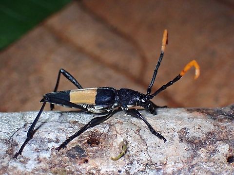 Mimusop Stem Borer - Pachyteria dimidiata Longhorn Beetle Beetle,Longhorn Beetle,Malaysia,Mimusop Stem Borer,Pachyteria dimidiata,Sabah