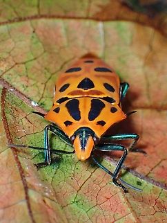 Occelated Shield Bug - Cantao ocellatus  Cantao ocellatus,Malaysia,Ocellated Shield Bug,Sabah,Shield Bug