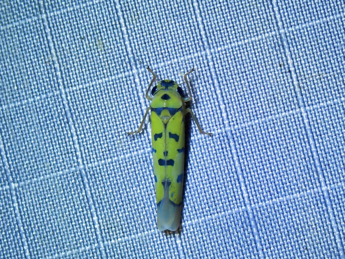 Leafhopper - Anatkina annandalei  Anatkina annandalei,Hopper,Leafhopper,Malaysia,Pahang