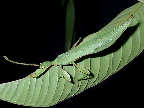Leaf Insect - Phyllium cummingi Described in 2017 and named after Royce Cumming, one of the top expert in Phyllididae. Leaf Insect,Malaysia,Phasmatodea,Phasmid,Phasmida,Phyllium cummingi,Sabah,Stick Insect