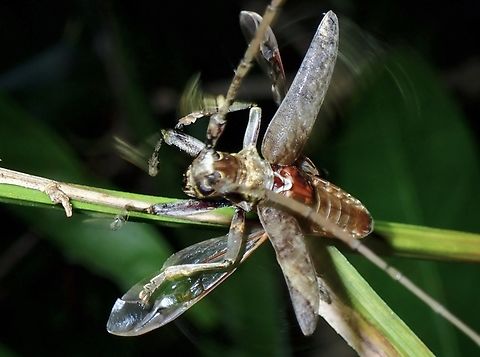 Longhorn Beetle - Acalolepta rusticatrix  Acalolepta rusticatrix,Beetle,Longhorn Beetle,Palawan,Philippines
