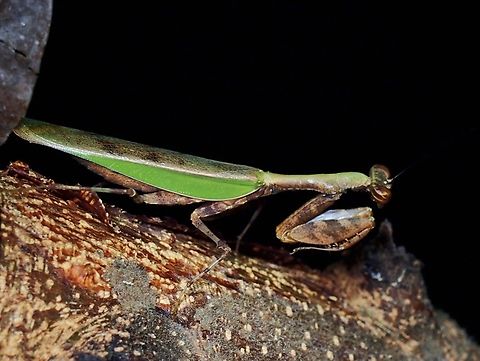 Flower Mantis - Acromantis philippina Endemic to Philippines Acromantis philippina,Flower Mantis,Mantis,Palawan,Philippines,Praying Mantis