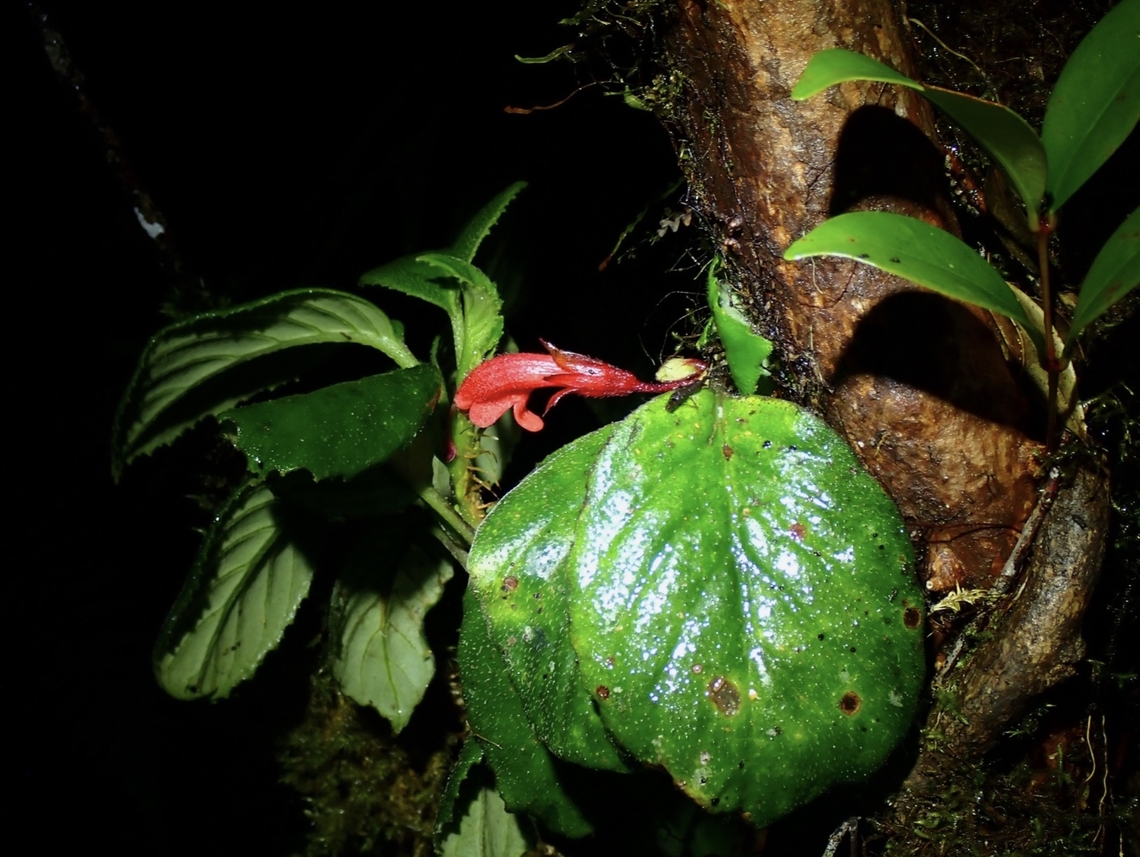 Flower - Agalmyla biflora  Agalmyla biflora,Flower,Palawan,Philippines,Plant