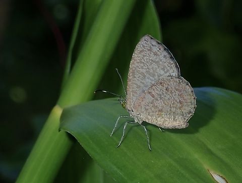 Harvesters - Allotinus subviolaceus  Allotinus subviolaceus,Butterfly,Harvesters,Palawan,Philippines