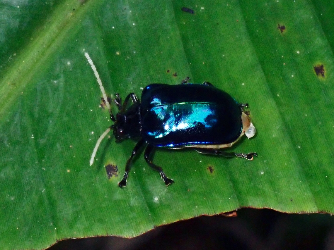 Leaf Beetle - Aplosonyx albicornis  Aplosonyx albicornis,Beetle,Leaf Beetle,Palawan,Philippines