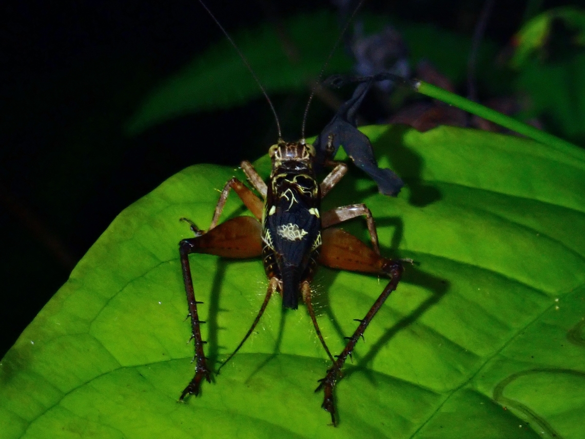 Cricket - Cardiodactylus palawan  Cardiodactylus palawan,Cricket,Palawan,Philippines