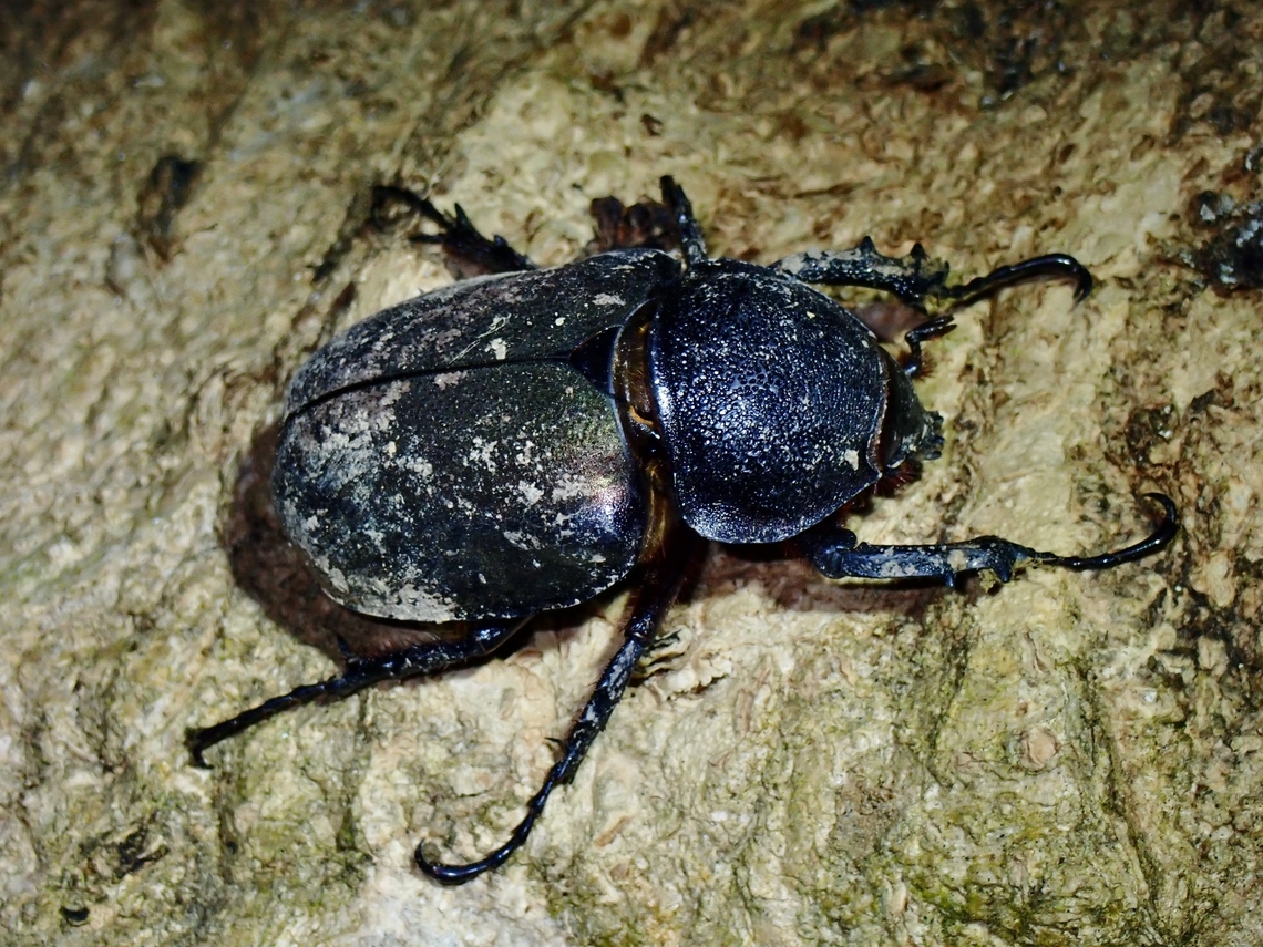 Rhinoceros Beetle - Chalcosoma atlas hesperus Subspecies Chalcosoma atlas hesperus Atlas beetle,Beetle,Chalcosoma atlas,Chalcosoma atlas hesperus,Palawan,Philippines,Rhinoceros Beetle