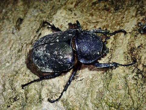 Rhinoceros Beetle - Chalcosoma atlas hesperus Subspecies Chalcosoma atlas hesperus Atlas beetle,Beetle,Chalcosoma atlas,Chalcosoma atlas hesperus,Palawan,Philippines,Rhinoceros Beetle