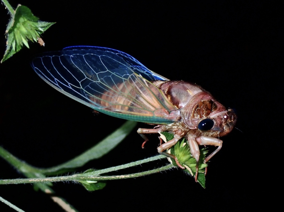Cicada - Cryptotympana viridicostalis  Cicada,Cryptotympana viridicostalis,Palawan,Philippines