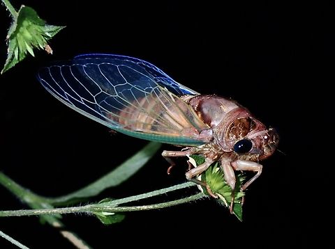 Cicada - Cryptotympana viridicostalis  Cicada,Cryptotympana viridicostalis,Palawan,Philippines