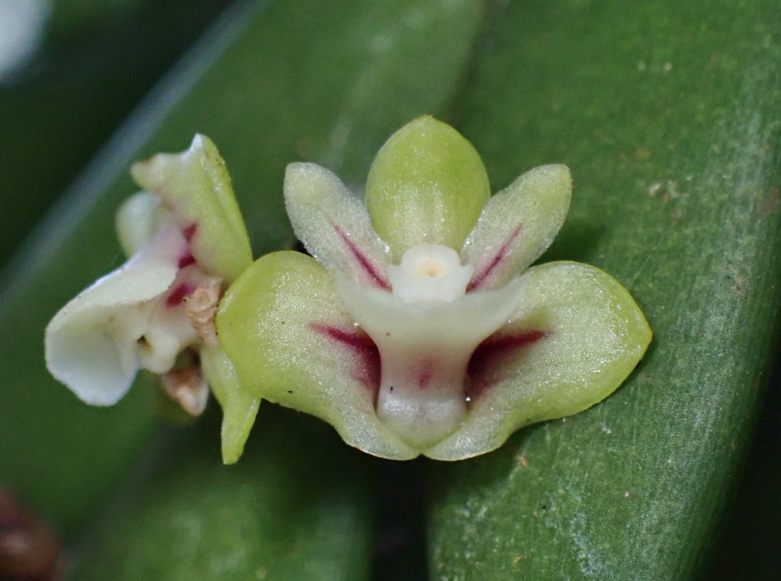 Orchids - Dendrobium indivisum  Dendrobium indivisum,Flower,Orchids,Palawan,Philippines,Undivided Dendrobium