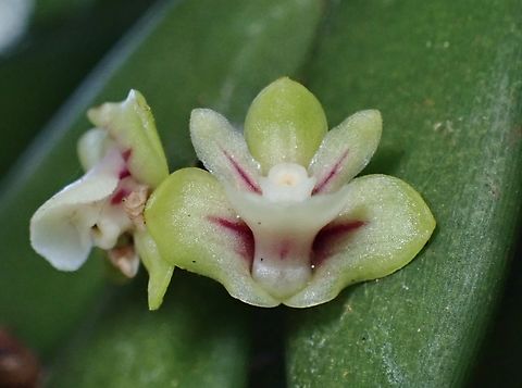 Undivided Dendrobium