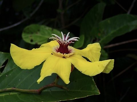 Flowers - Dillenia monantha Endemic to Philippines, listed as Vulnerable Dillenia monantha,Flower,Palawan,Philippines,Plant