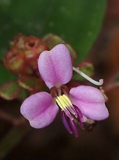 Flowers - Sonerila obliqua  Flower,Malaysia,Plant,Selangor,Sonerila obliqua