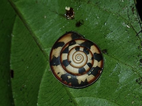 Snail - Videna metcalfii  Malaysia,Sabah,Snail,Videna metcalfii