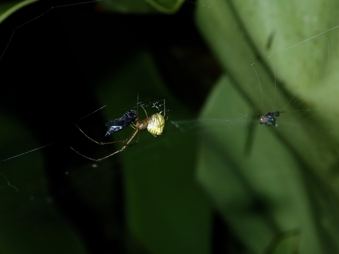 Long-Jawed Orbweaver Spider - Tylorida striata  Long-Jawed Orbweaver Spider,Malaysia,Orbweaver Spider,Sabah,Spider,Tylorida striata