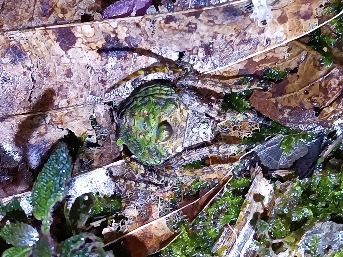 Orbweaver Spider - Talthybia depressa  Malaysia,Orbweaver Spider,Sabah,Spider,Talthybia depressa