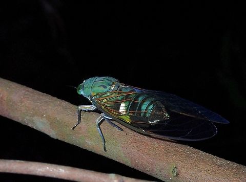 Cicada - Orientopsaltria vanbreei  Cicada,Malaysia,Orientopsaltria vanbreei,Penang