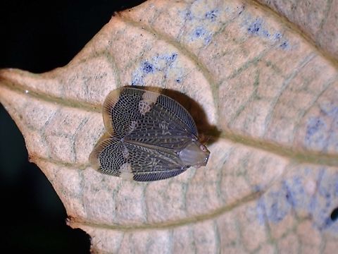 Nogodinid Planthopper - Mindura walkeri  Hopper,Malaysia,Mindura walkeri,Nogodinid Planthopper,Penang,Planthopper