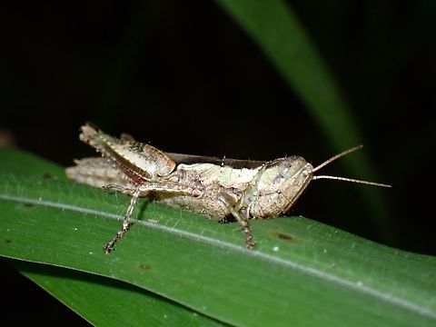 Short-Winged Rice Grasshopper - Pseudoxya diminuta  Anilao,Batangas,Grasshopper,Philippines,Pseudoxya diminuta,Rice Grasshopper,Short-Winged Rice Grasshopper