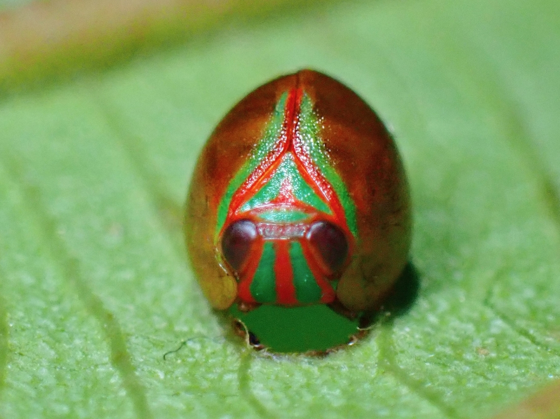 Not a Lady Beetle  Hemisphaerius stali,Hopeper,Issid Planthopper,Palawan,Philippines,Planthopper