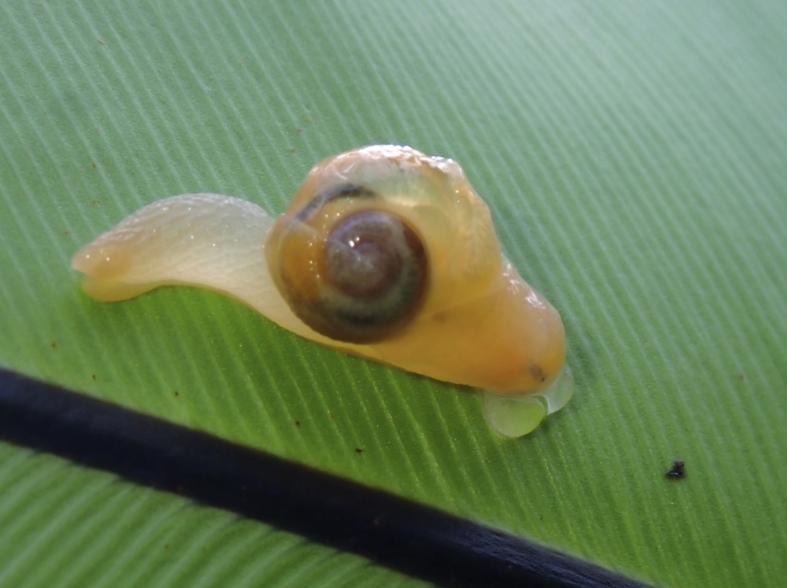 Snail - Helicarion perfragilis  Helicarion perfragilis,Malaysia,Penang,Snail