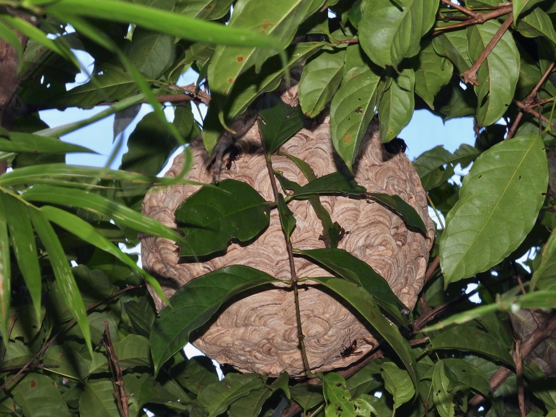 Deadly! Stings from this buggers can cause some serious issues. Banded Hornet,Hornet,Lesser Banded Hornet,Palawan,Philippines,Vespa affinis